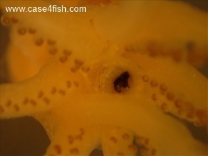 Foto Galerie/Cephalopoda/Alloteuthis subulatus/Alloteuthis subulatus_06_S.jpg